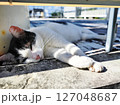 昼寝する猫 127048687