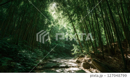 Sunlit Path Through Lush Green Bamboo Forest 127048799