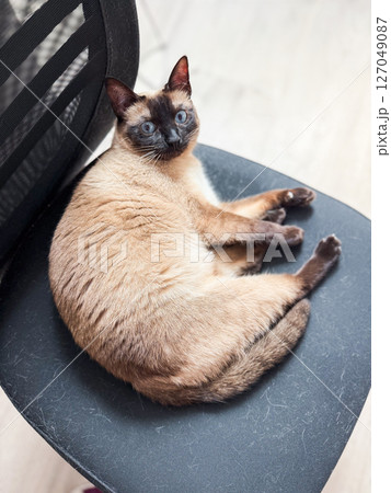 Siamese cat resting on office chair. Domestic animal, indoor relaxationand pet concept 127049087