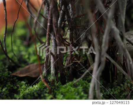 「健康」「たくさんの幸せ」が花言葉のガジュマルと、苔むした庭のジオラマ風 127049115
