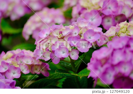 風に揺れるピンク色の紫陽花の花（群生） 127049120