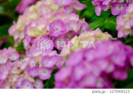 風に揺れるピンク色の紫陽花の花（群生） 127049123