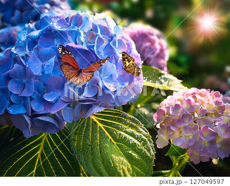 紫陽花と蝶 紫陽花と蝶 127049597