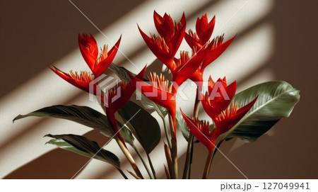 Red Heliconia Flowers in Sunlight 127049941