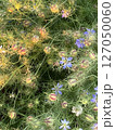 光差すニゲラの花 127050060