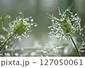 雨上がりのニゲラの花 127050061