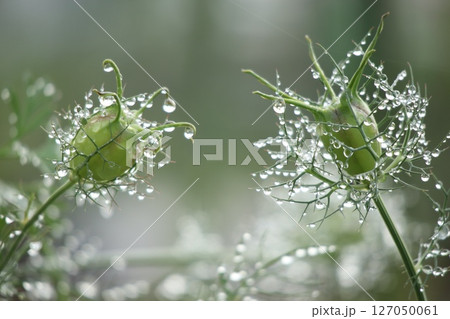 雨上がりのニゲラの花 127050061