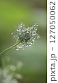 水滴のついたニゲラの花 127050062