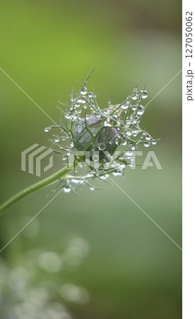 水滴のついたニゲラの花 127050062