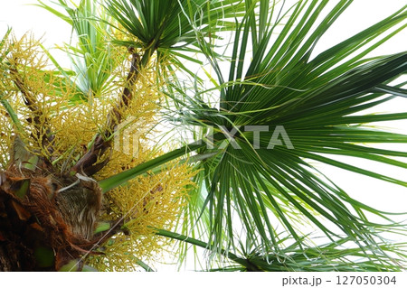 曇り空　椰子の木 127050304