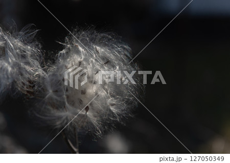 milkweed, butterfly flower, silkweed, silky swallow-wort. Seeds emerging from a follicle  127050349