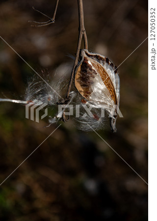 milkweed, butterfly flower, silkweed, silky swallow-wort. Seeds emerging from a follicle  127050352