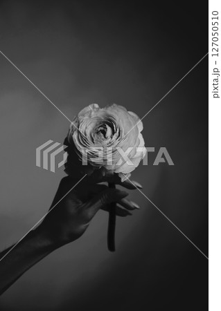 Elegant black and white flower held delicately in a hand Elegant black and white flower held delicately in a hand 127050510