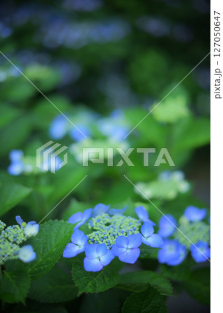 紫陽花　青の額縁 127050647