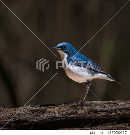 オスのコルリ 127050657