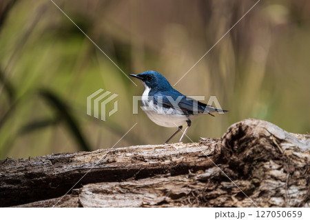 オスのコルリ 127050659