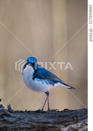 オスのコルリ 127050662