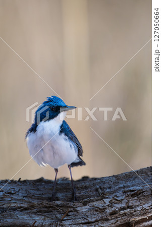 オスのコルリ 127050664