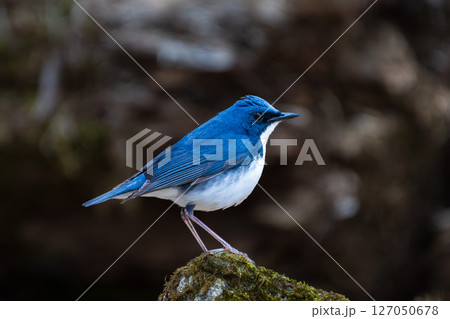 オスのコルリ オスのコルリ 127050678