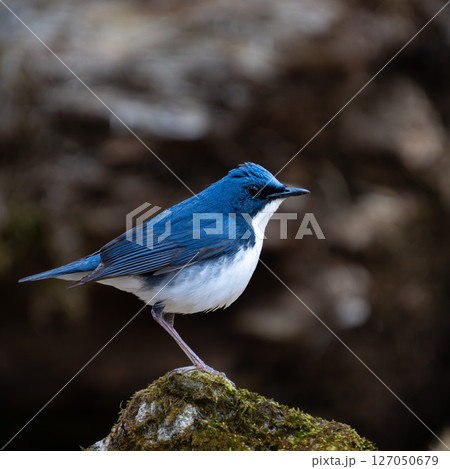 オスのコルリ オスのコルリ 127050679