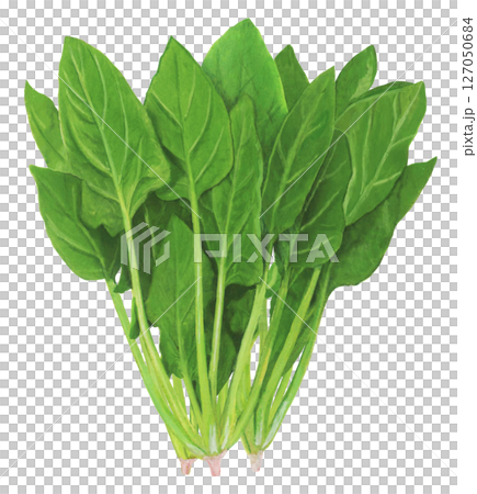 菠菜插圖 127050684
