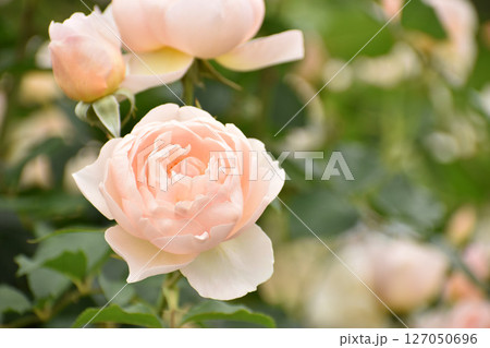 クリーム色の春のバラ 127050696