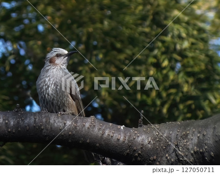 ヒヨドリ 02 127050711