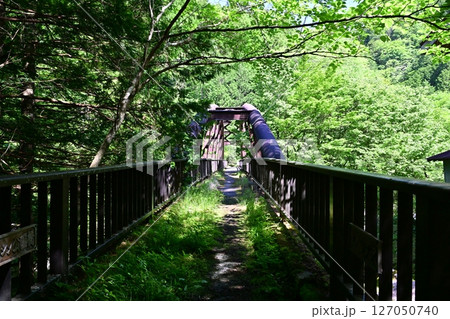 神奈川県の秘境 新緑のユーシン渓谷 神奈川県の秘境 新緑のユーシン渓谷 127050740