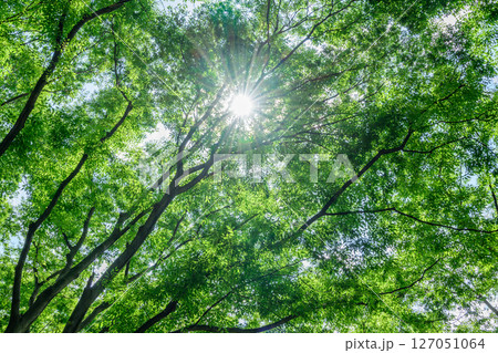新緑の木々に差し込む太陽 127051064
