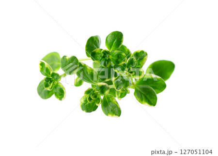 Fresh thyme sprig isolated on white background. Lemon thyme or Thymus citriodorus. Medicinal and culinary herb. Clipping path. 127051104