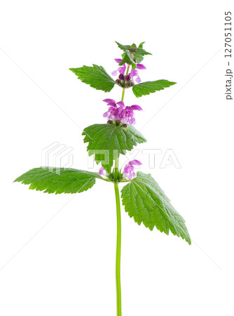 Fresh flowers of spotted dead-nettle isolated on white background. Lamium maculatum. Medicinal herb. Fresh flowers of spotted dead-nettle isolated on white background. Lamium maculatum. Medicinal herb. 127051105