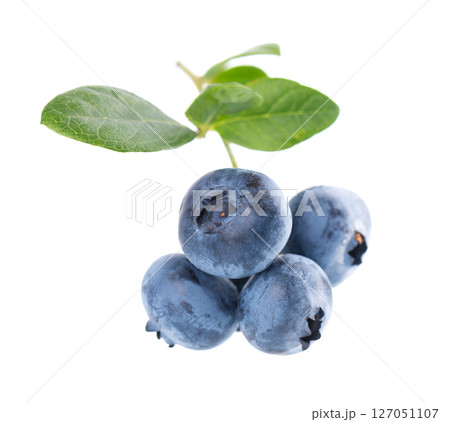 Blueberry branch isolated on white background. Bilberry or whortleberry with green leaves. Clipping path. 127051107