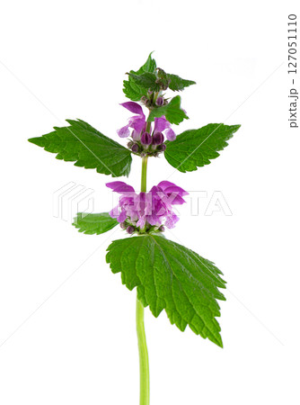 Fresh flowers of spotted dead-nettle isolated on white background. Lamium maculatum. Medicinal herb. 127051110