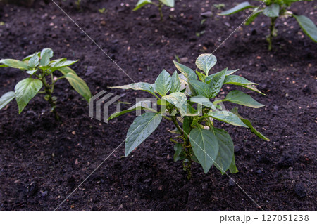 Young Green pepper seedling plant growing in soil, greenhouse garden at home Young Green pepper seedling plant growing in soil, greenhouse garden at home 127051238