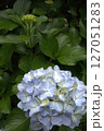 紫陽花の花と蕾 127051283