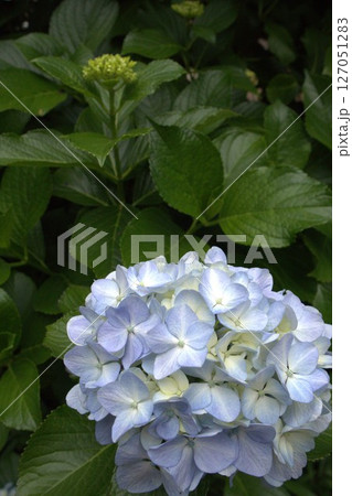 紫陽花の花と蕾 紫陽花の花と蕾 127051283