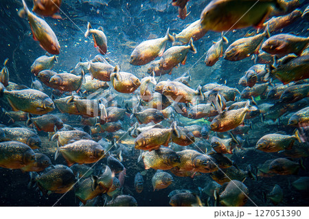 Red bellied piranha fish (Pygocentrus Nattereri) swimming in river water in South America jungle. Red bellied piranha fish (Pygocentrus Nattereri) swimming in river water in South America jungle. 127051390