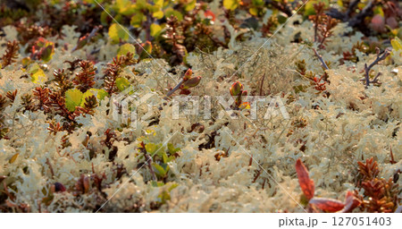 Arctic Tundra lichen moss close-up. Found primarily in areas of Arctic Tundra, alpine tundra, it is extremely cold-hardy. Cladonia rangiferina, also known as reindeer cup lichen. Arctic Tundra lichen moss close-up. Found primarily in areas of Arctic Tundra, alpine tundra, it is extremely cold-hardy. Cladonia rangiferina, also known as reindeer cup lichen. 127051403