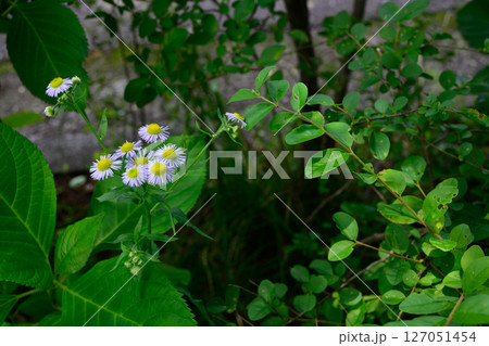 野に咲く小さな花 野に咲く小さな花 127051454