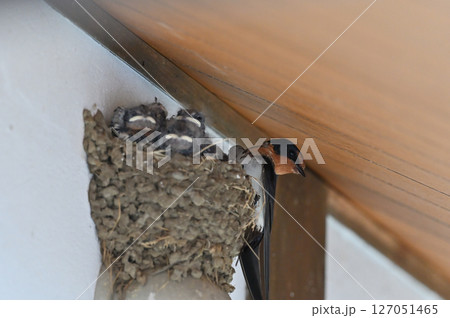 幼鳥にエサを食べさせる親鳥 ツバメ 幼鳥にエサを食べさせる親鳥 ツバメ 127051465