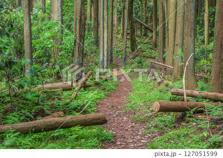 樹林の中の道　賤ケ岳ハイキングコース　滋賀県長浜市 127051599