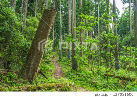 樹林の中の道　賤ケ岳ハイキングコース　滋賀県長浜市 127051600