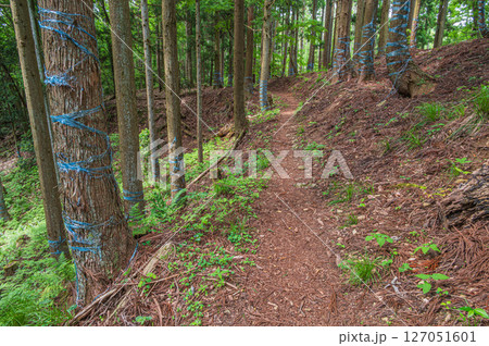 樹林の中の道　賤ケ岳ハイキングコース　滋賀県長浜市 127051601