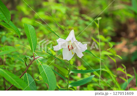 ササユリ　山の中に咲く花 127051609