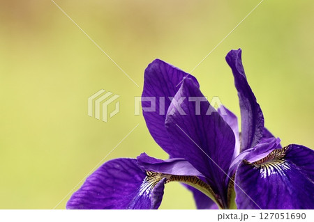 美しく咲く紫色の花 アヤメ 初夏 美しく咲く紫色の花 アヤメ 初夏 127051690