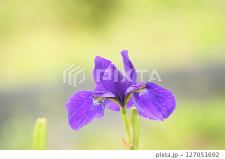 美しく咲く紫色の花  アヤメ　初夏 127051692