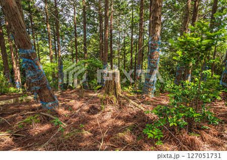 湖北地方の山林風景　滋賀県長浜市 127051731