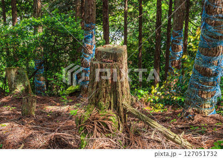 湖北地方の山林風景　滋賀県長浜市 127051732