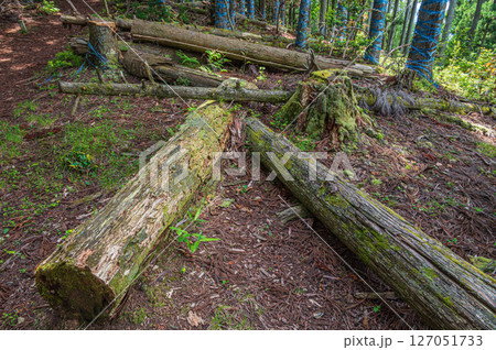 湖北地方の山林風景　滋賀県長浜市 127051733