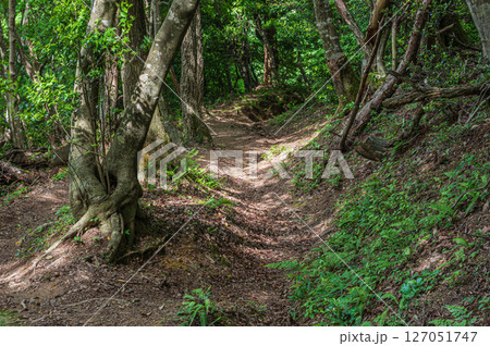 湖北地方の山林風景 賤ヶ岳ハイキングコース 滋賀県長浜市 湖北地方の山林風景 賤ヶ岳ハイキングコース 滋賀県長浜市 127051747